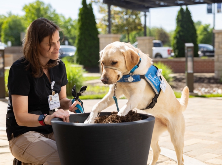 Henli the facility dog digging in a potted plant