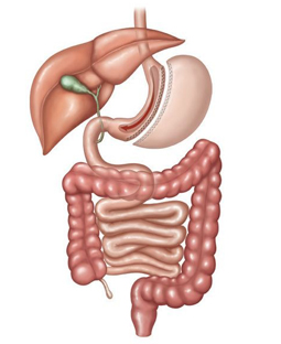 Medical illustration of sleeve gastrectomy