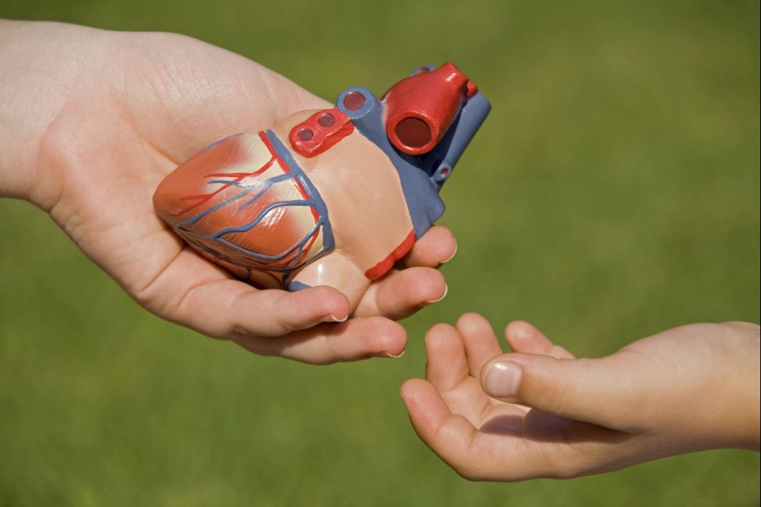 Person holding model of a human heart