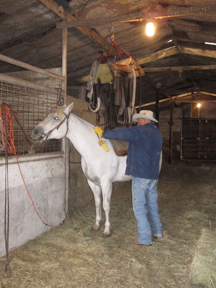Duane getting his horse, Sixes Sixgun, ready to ride. 